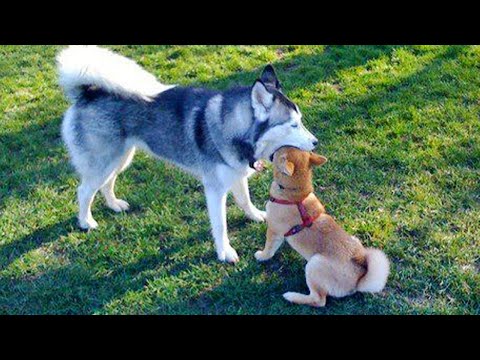 Huskies are the Ultimate Drama Queens! 🤣 Funny Animals Videos 2024