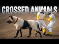 10 Hybrid Animals Created By Visionary Minds