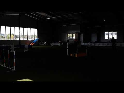 dogflow arena szombat agility futam