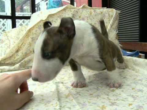 709 M  Bull Terrier BDLW male hotblitz