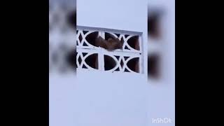 バリ島にて　珍来客　バットマン　こうもりが来た😱