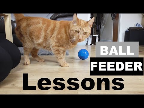 Teaching Cat How To Use PetSafe Interactive Ball Feeder | Pepper