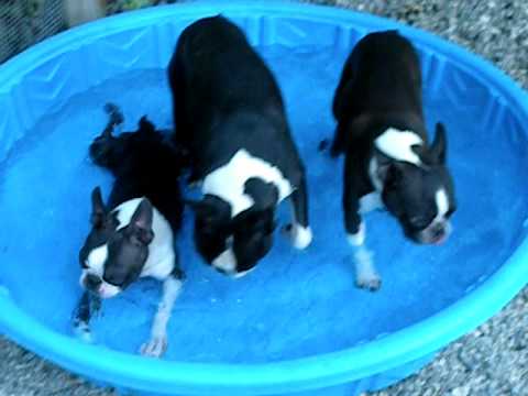 Una familia de Boston Terrier