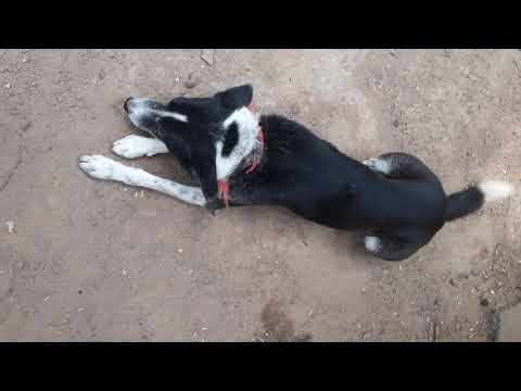 My house super star jackie😚