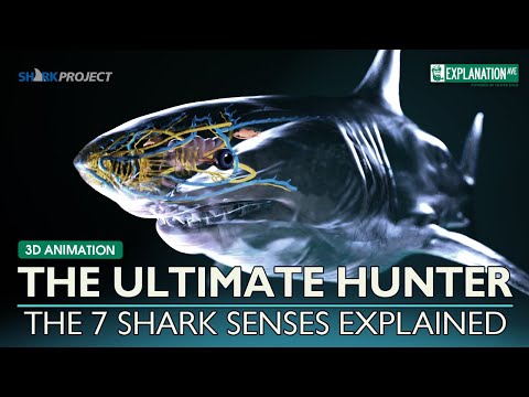 The Ultimate Hunter - The 7 Senses of The Great White Shark Explained