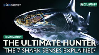 The Ultimate Hunter - The 7 Senses of The Great White Shark Explained