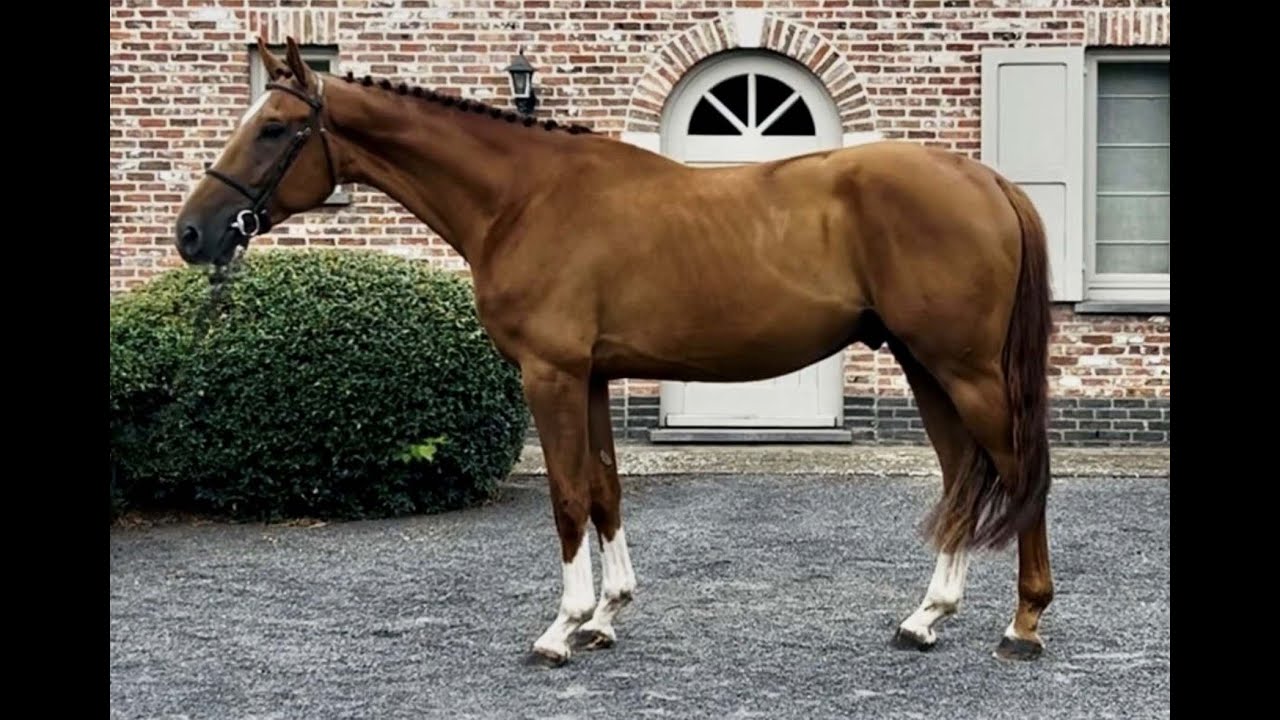 Vino VB ☆ (REPLAY VAN 'T PARADIJS x LORD Z) video 4