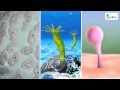 Asexual Reproduction