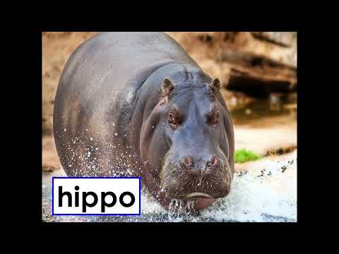 W13 2 Palavras-chave no Zoológico e Safari Park