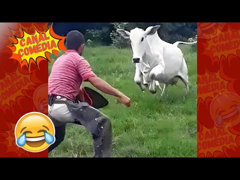 TENTE NÃO RIR - IMPOSSÍVEL MELHORES  MEMES e vídeos engraçados 2024