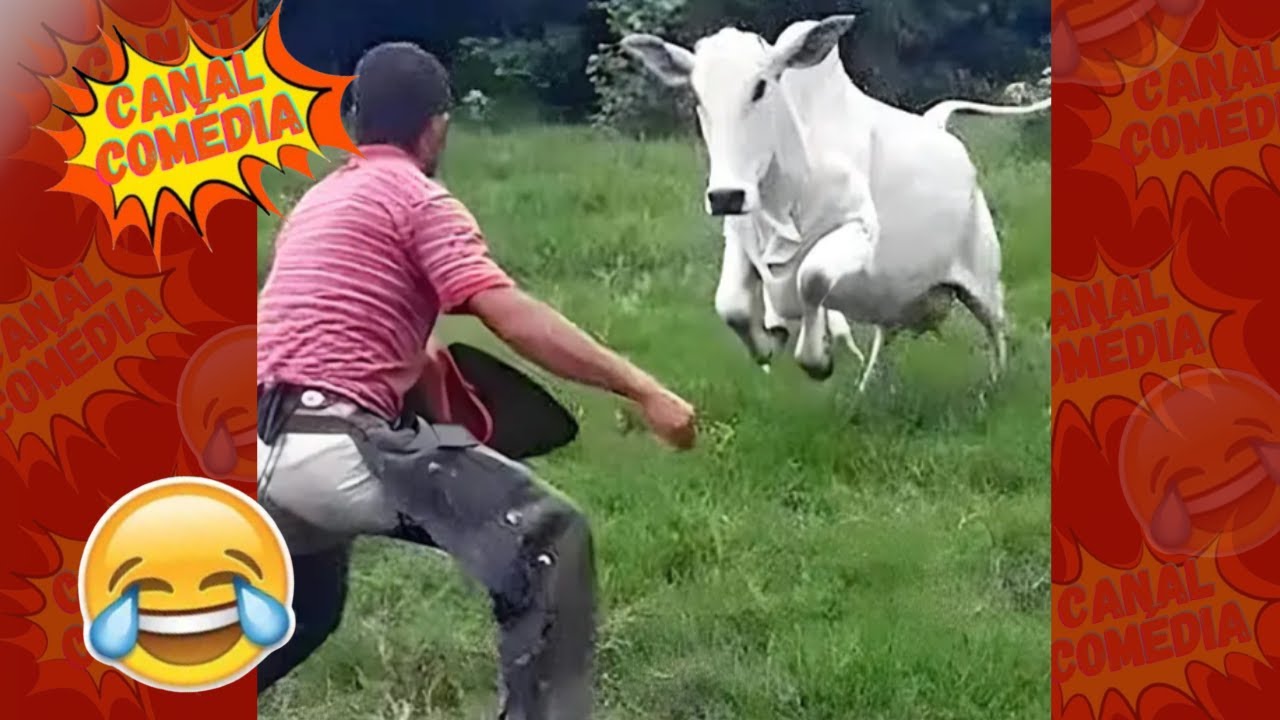 TENTE NÃO RIR - IMPOSSÍVEL MELHORES  MEMES e vídeos engraçados 2024