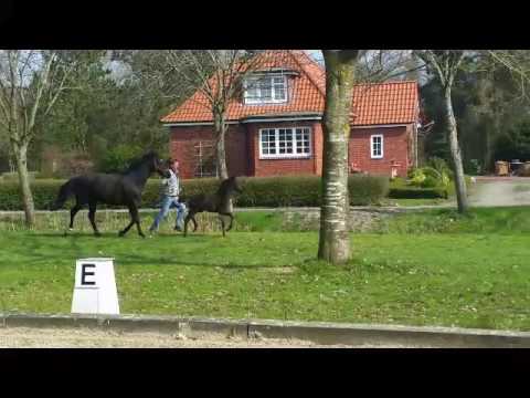Bewegungsstarkes Stutfohlen von Finest - Dancier - Weltmeyer