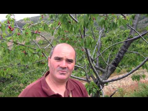 La voz de la experiencia cerecil!