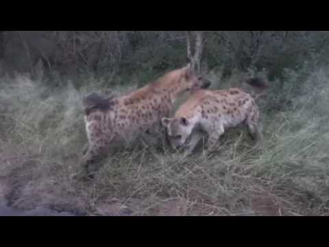 Hyenas 3ft from our car!! - Africa day 1
