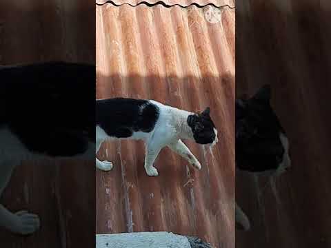 Cat's Territorial Fight