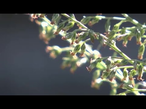 本物のブタクサ 植物