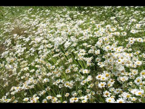 Romance "Again I hear"