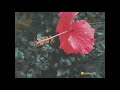 Urvasi Urvasi Whatsapp Bgm Bgm Song Special Whatsapp Status Songs