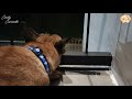 Dog Chilling on the Balcony