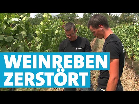 Winzer-Familie schockiert - Unbekannte zerstören 320 Reben im Weinberg