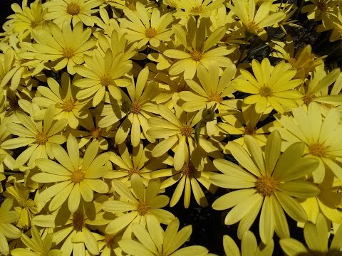 The Thin Line Between Love and Obsession