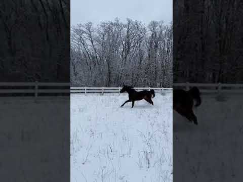 Warming up - Horse zoomies