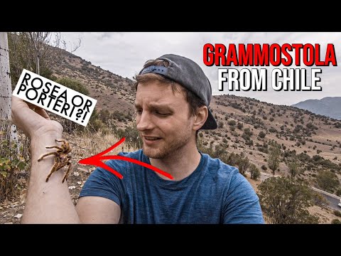 Grammostola rosea vs porteri — ako rozlíšiť oba zamieňané čilské druhy „rose hair“ sklípkavcov