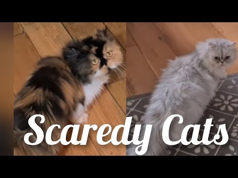 Milli angel Persian cats - They don't like to go outside