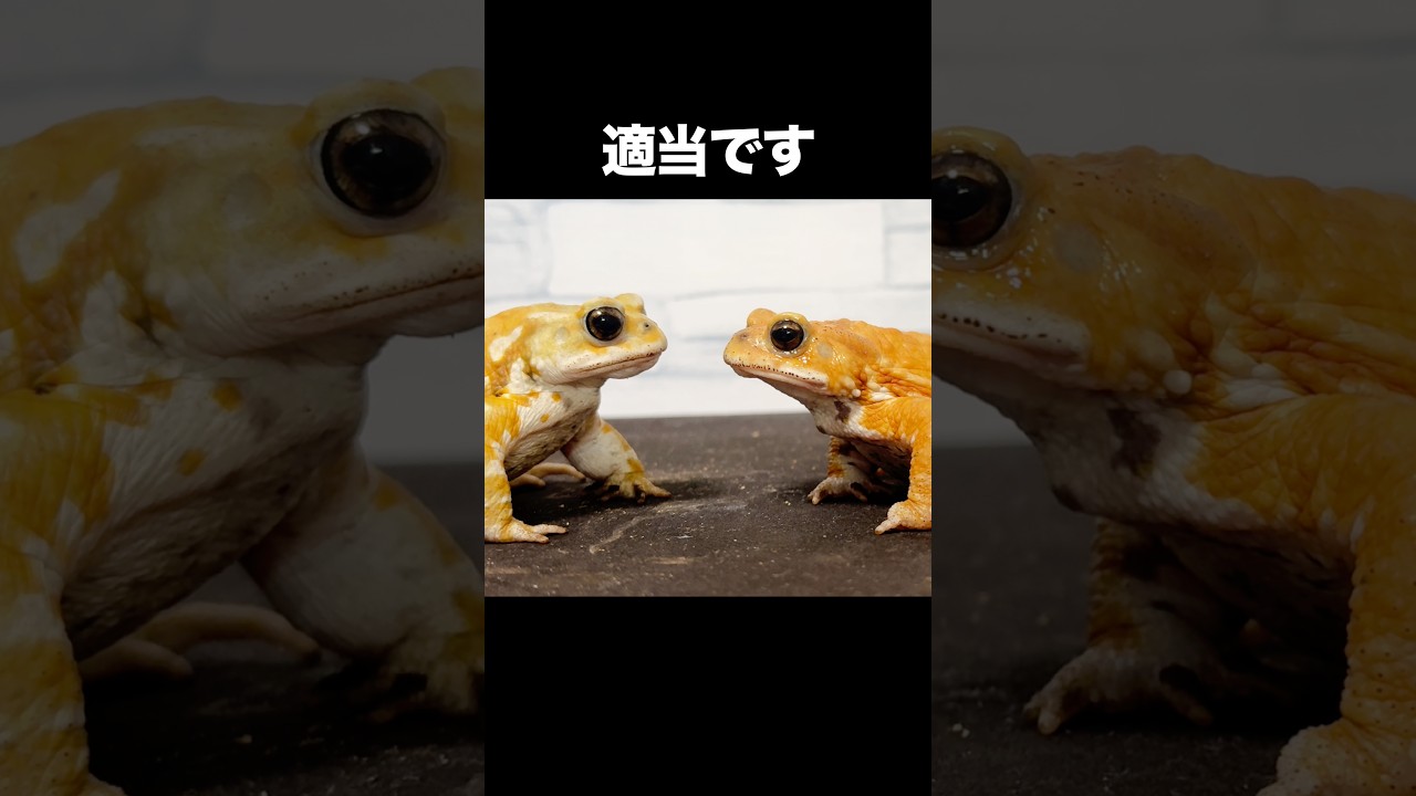 狙いが適当すぎるミヤコヒキガエル。　#面白い #かわいい #shorts