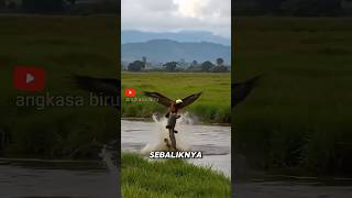 Download lagu Buaya vs Elang, Baboon Licik Ikut Ikutan! #buaya #africanfisheagle #baboon mp3