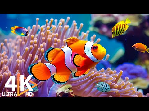 Aquarium 4K VIDEO (ULTRA HD) 🐠 Beautiful Coral Reef Fish - Relaxing Sleep Meditation Music #45