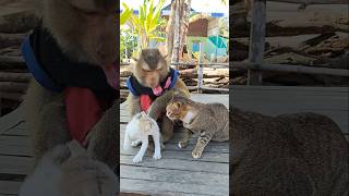 Download lagu Best Video Of SokYaa,OG, To To And Mom Are Famous & Amazing #shorts mp3 Download lagu Best Video Of SokYaa,OG, To To And Mom Are Famous & Amazing #shorts mp3