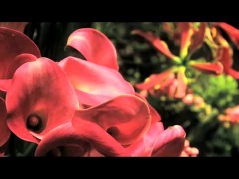 download lagu mp3 mp4 Brudebukett Oslo, download lagu Brudebukett Oslo gratis, unduh video klip Brudebukett Oslo