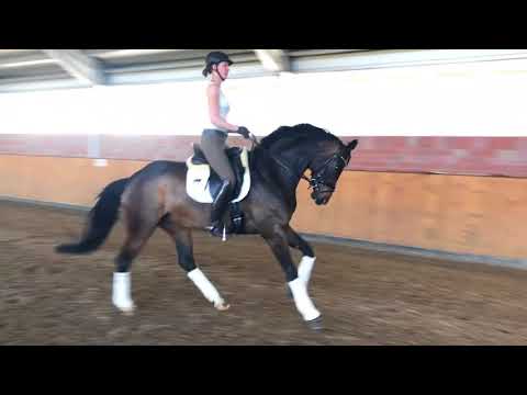 Stute, Foundation 5j