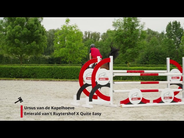 Ursus van de Kapelhoeve