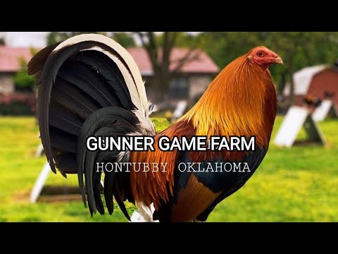 GUNNER GAME FARM || Original line from original breeder with jhon bottoms, Oklahoma USA.