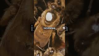 Download lagu Queen Bee: Long Live the Ruler of the Hive! mp3