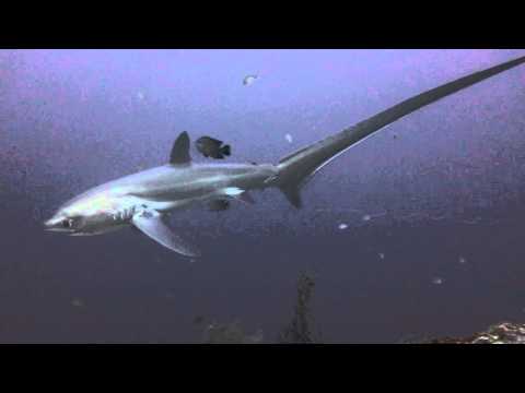 Injured Thresher shark Malapascua 31-07-2015