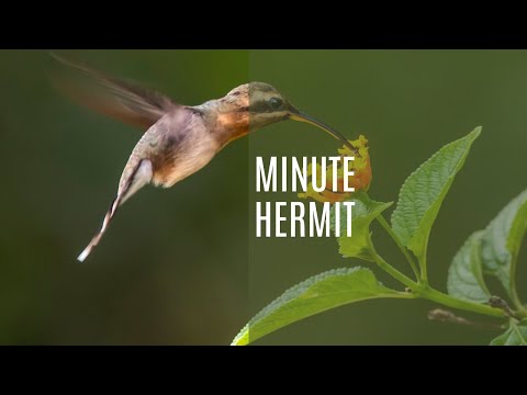 Minute Hermit (Phaethornis Idaliae)