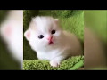 30 Seconds Of Animal Cuteness
