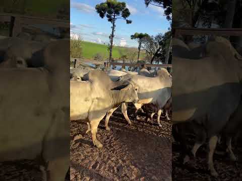 Touros Tabapuã #paraná #gado #pecuarista #fazenda #tabapua #agro #zebu #pecuaria #abcztv