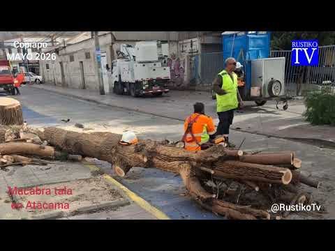 COPIAPO Atacama MACABRA TALA DE ÁRBOLES Pimiento Molle en el centro de la ciudad .