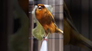 Download lagu Burung Kenari Gacor Bukaan Rapet Tanpa Jeda // Kenari Juara // Kenari Yorkshire // Kicau Mania mp3