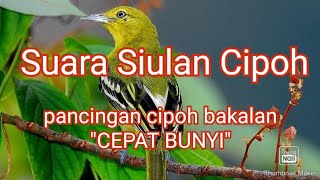 Download lagu Audio Terapi / Suara Siulan Cipoh(Sirtu) Jantan mp3