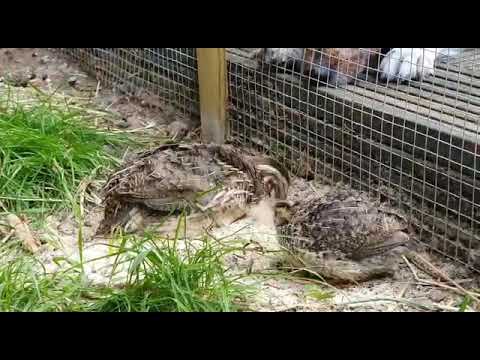 Alexander quails 🐦🐦 Przepiorki👍@tawroginski