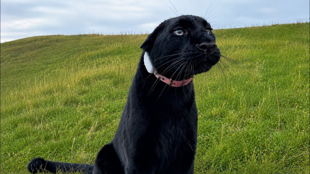 New things in the enclosure of Luna the panther 😍(ENG SUB)