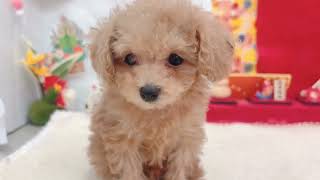 トイプードルの動画01