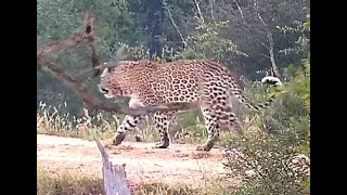 Leopard Molwati at Djuma. 19 April 2024