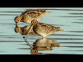 Wilson's Snipes and Gulls today near Starved Rock this morning.