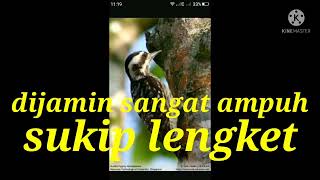 Download lagu suara pikat sangat ampuh burung pelatuk beras mp3 Download lagu suara pikat sangat ampuh burung pelatuk beras mp3